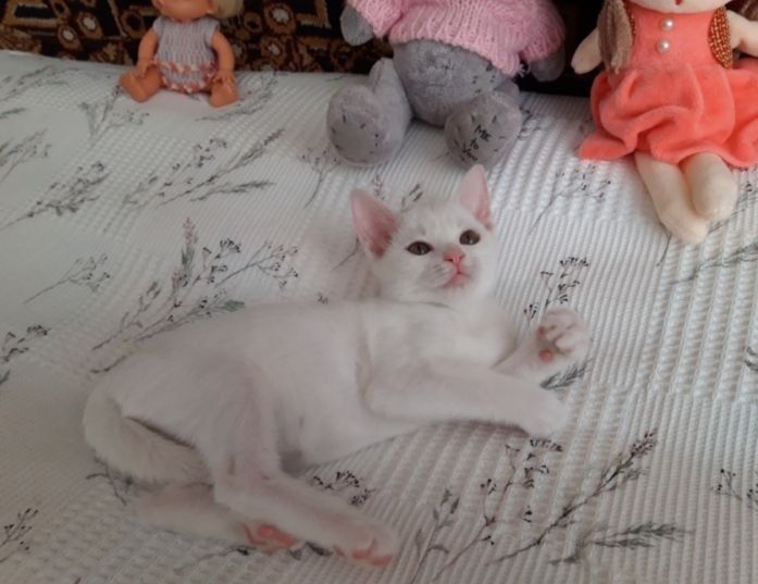 Бесплатно
