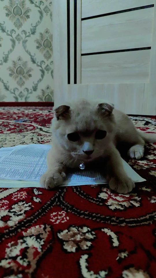 300 000 сум
