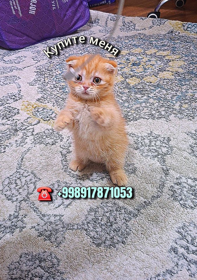50 000 UZS