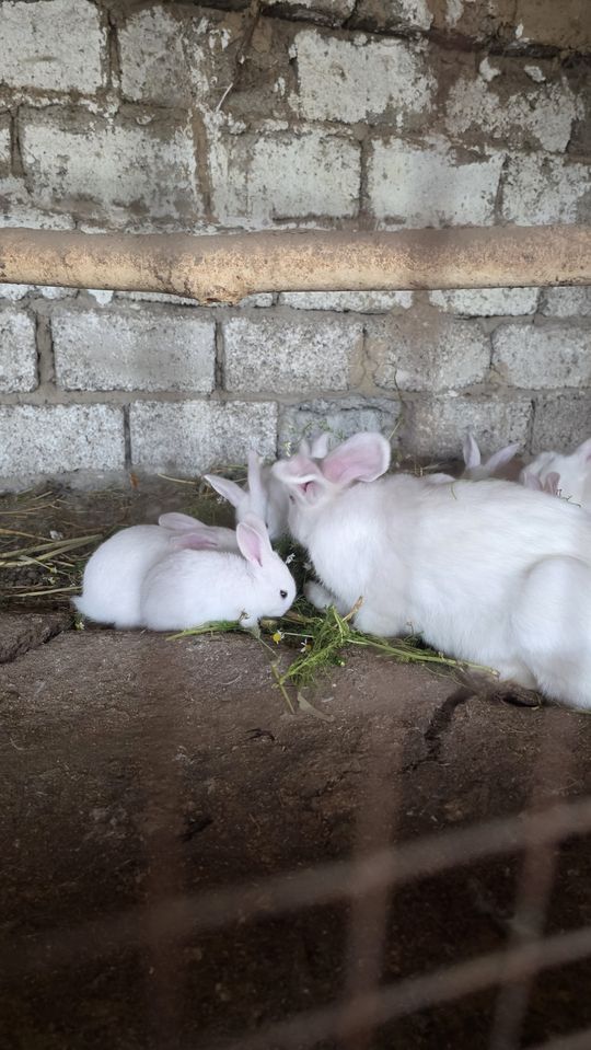 50 000 сум