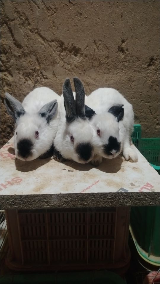 50 000 сум