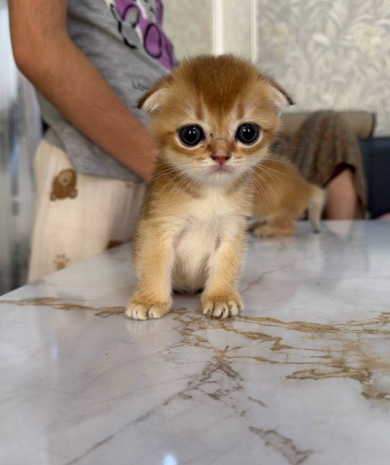 2 400 000 сум