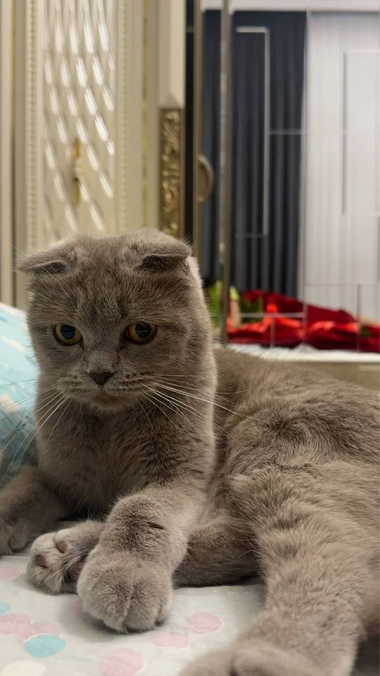 Бесплатно