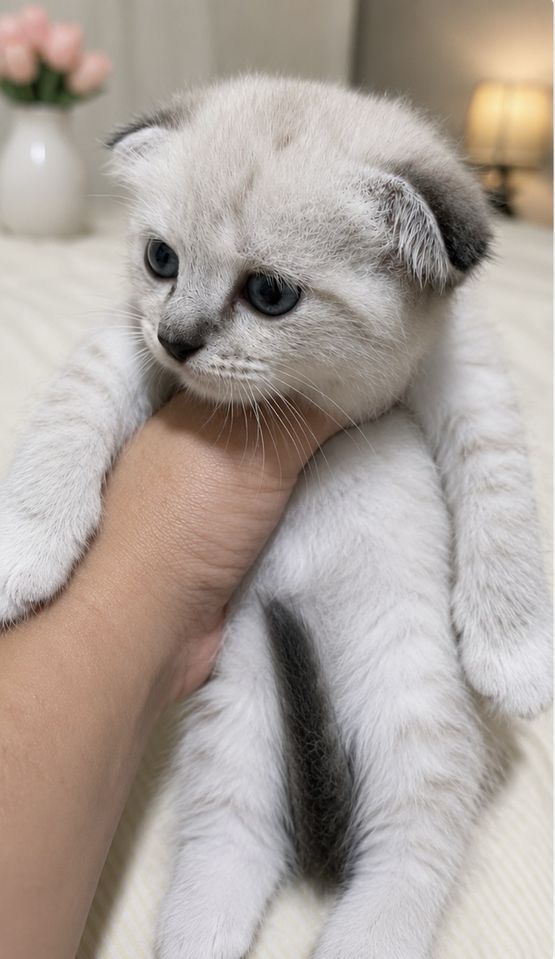 600 000 сум