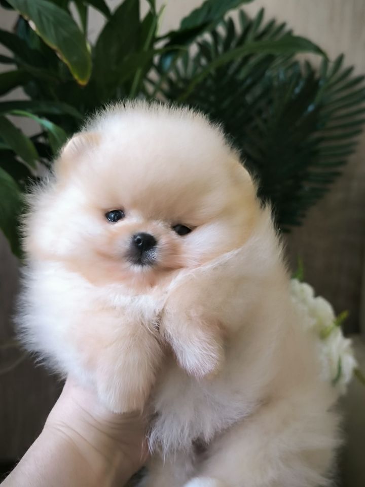 1 000 USD