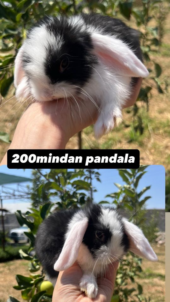 200 000 сум