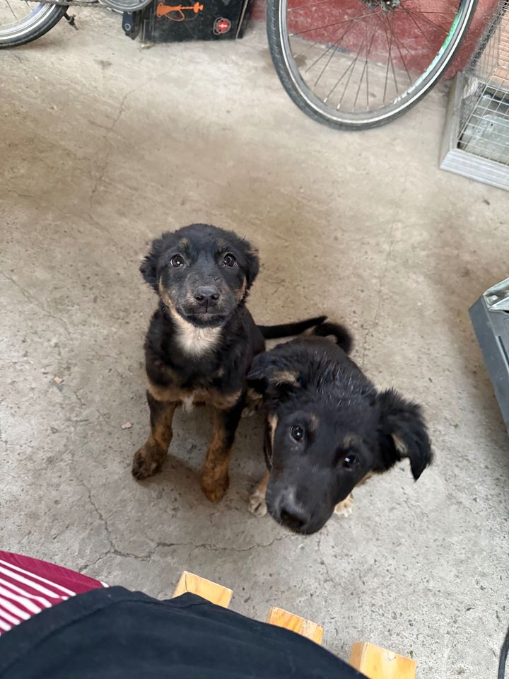 Free