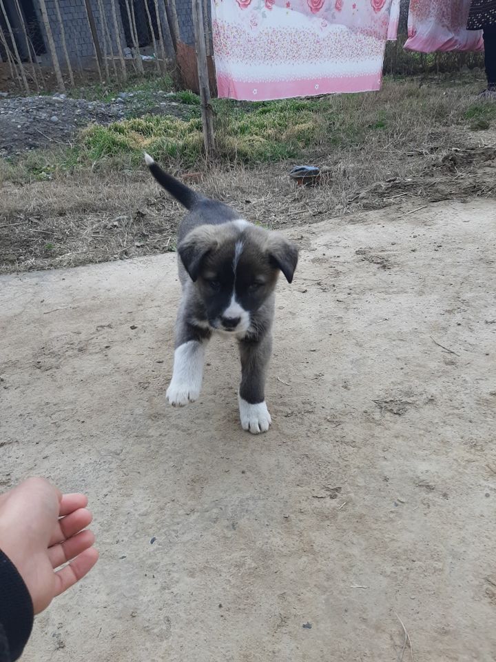 500 000 сум