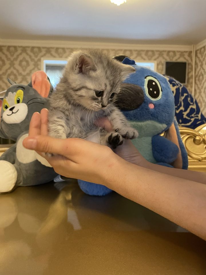1 200 000 сум