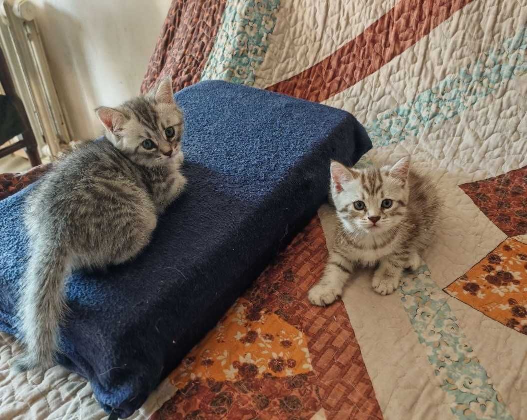 800 000 сум