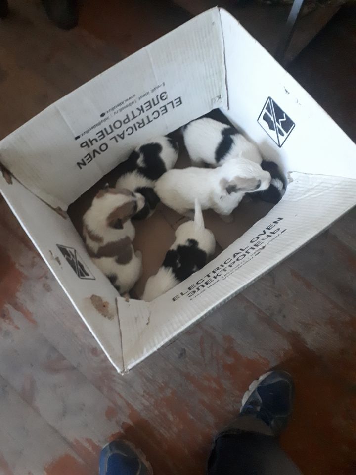 Bepul