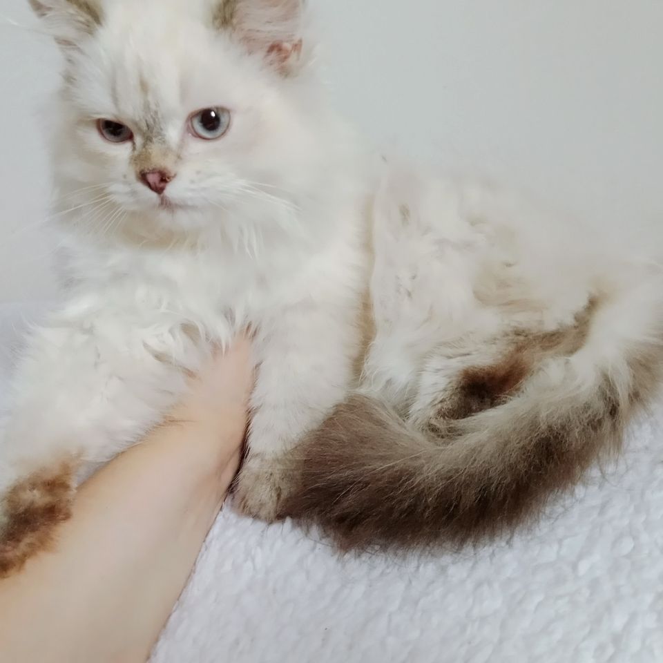 800 000 сум
