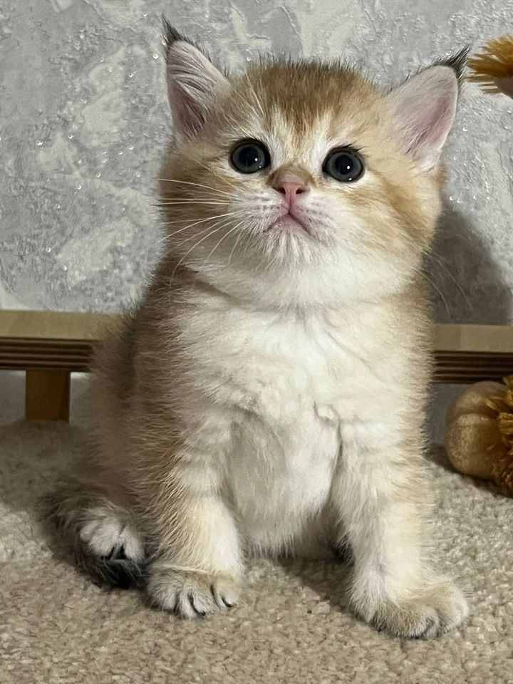 250 USD