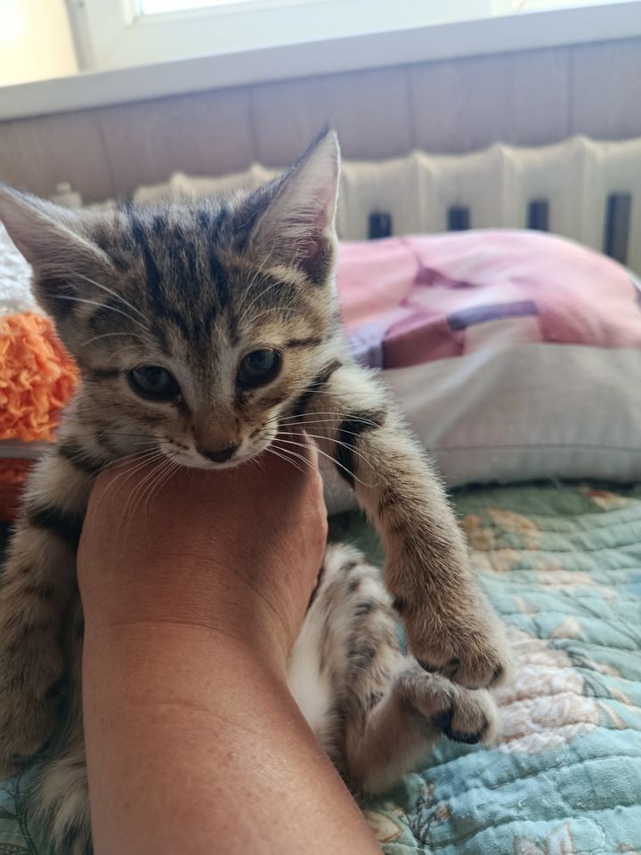 10 000 сум