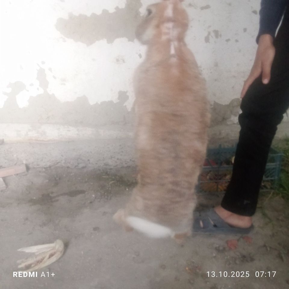 160 000 сум