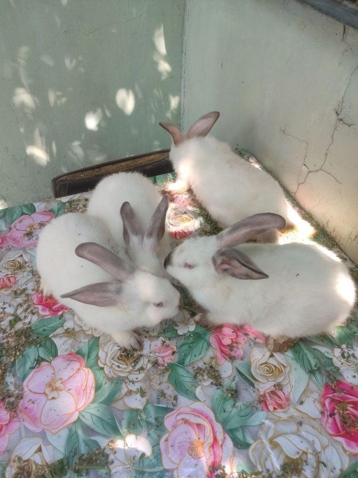 99 000 сум