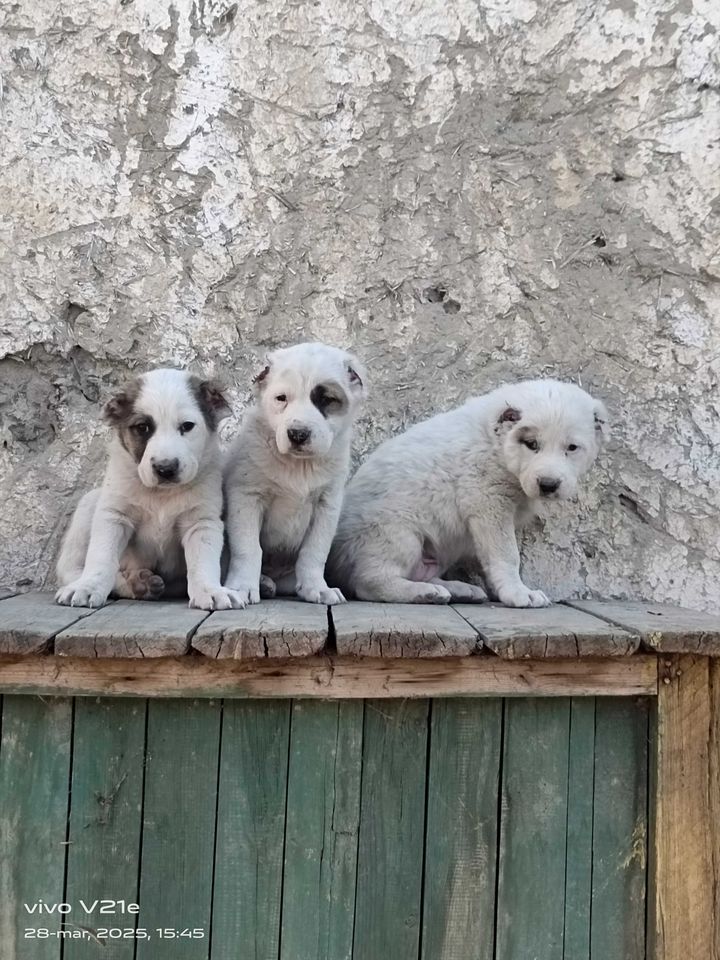 700 000 сум