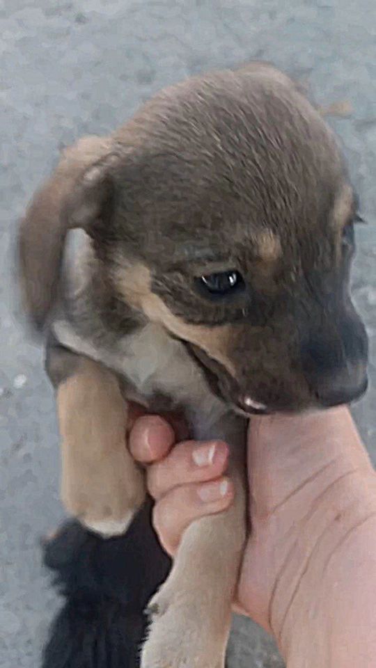 Бесплатно