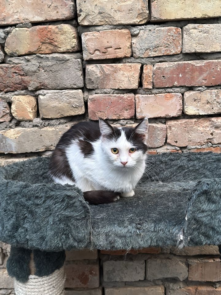 Бесплатно