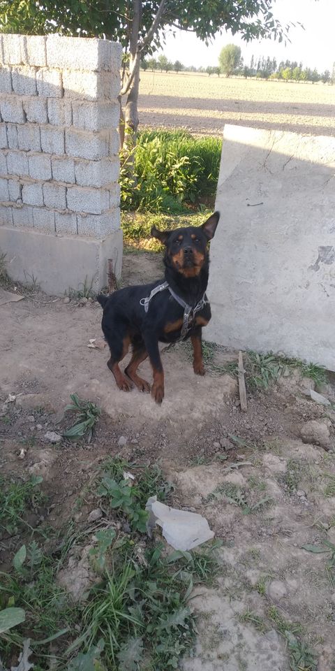 300 USD