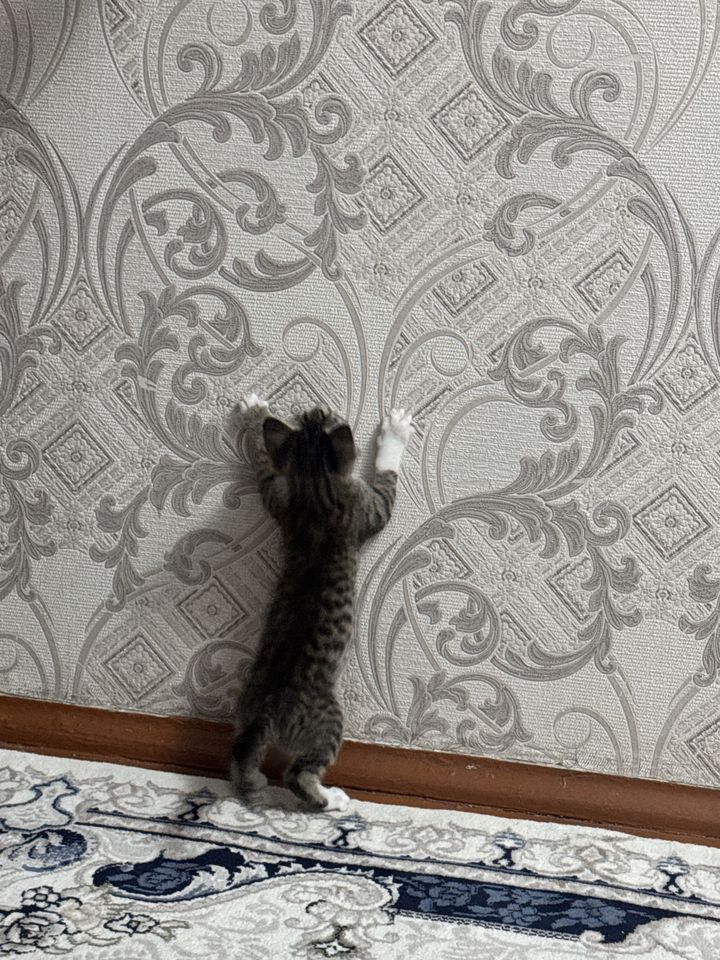 Free