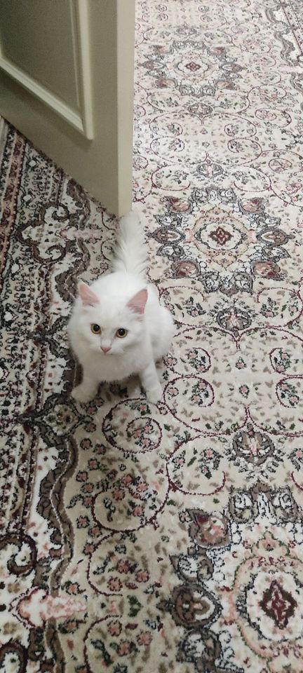 20 000 сум