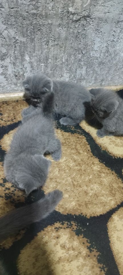 1 200 000 сум