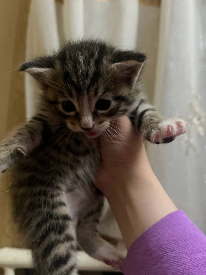 800 000 сум