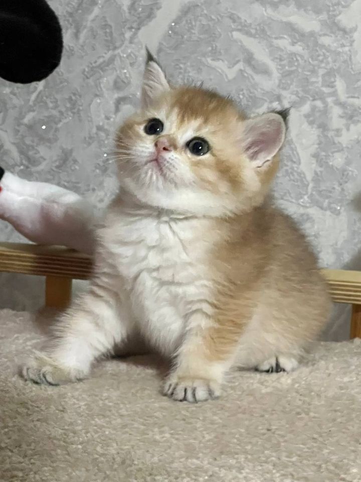 250 USD