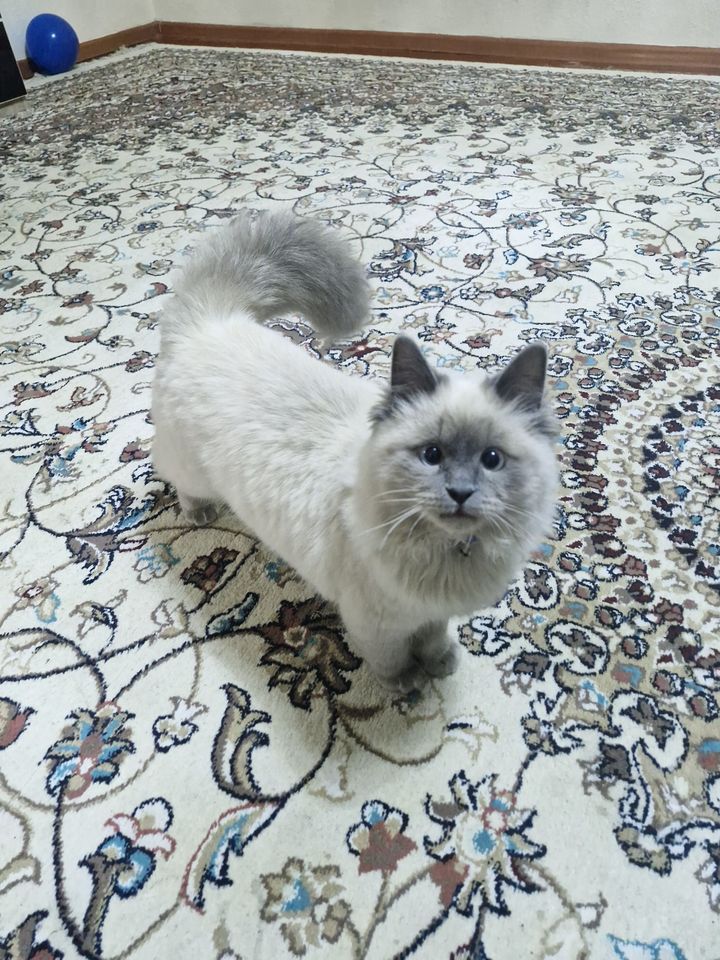 700 000 сум