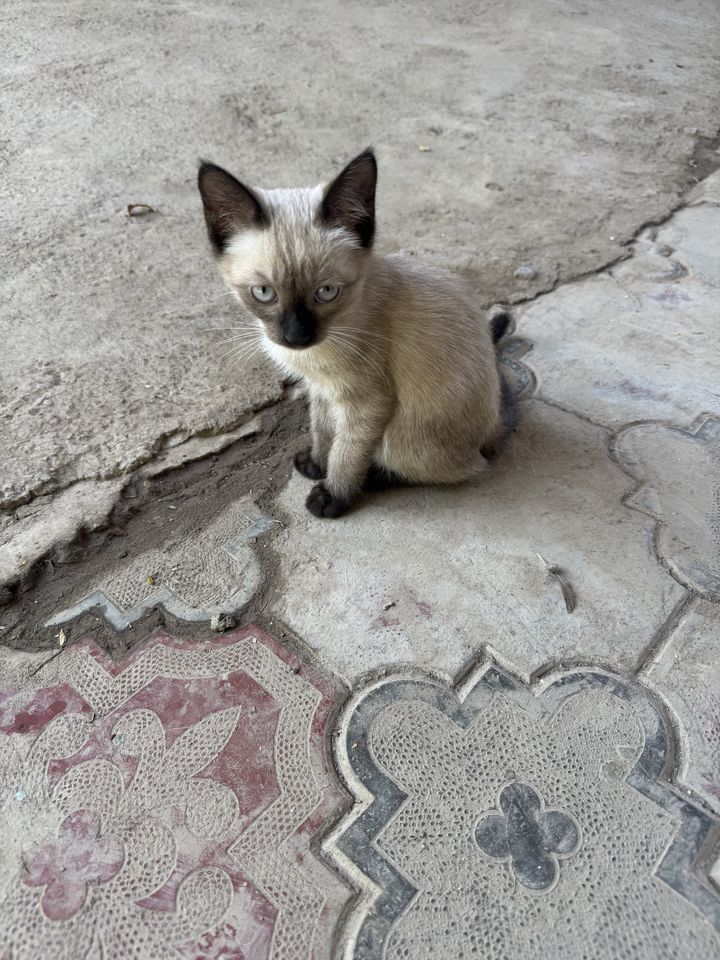 250 000 сум
