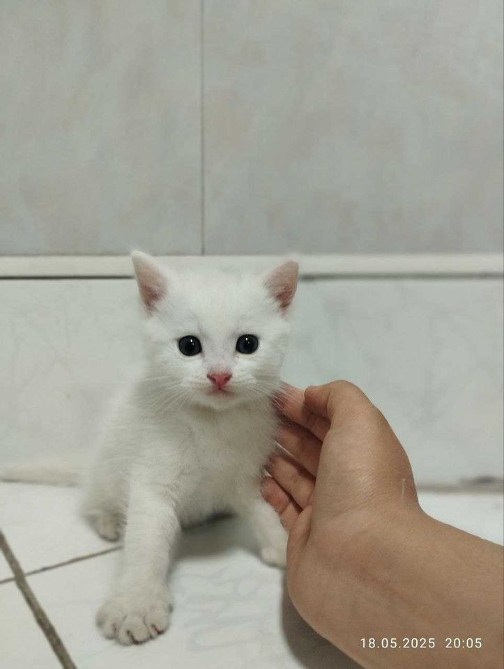 400 000 сум