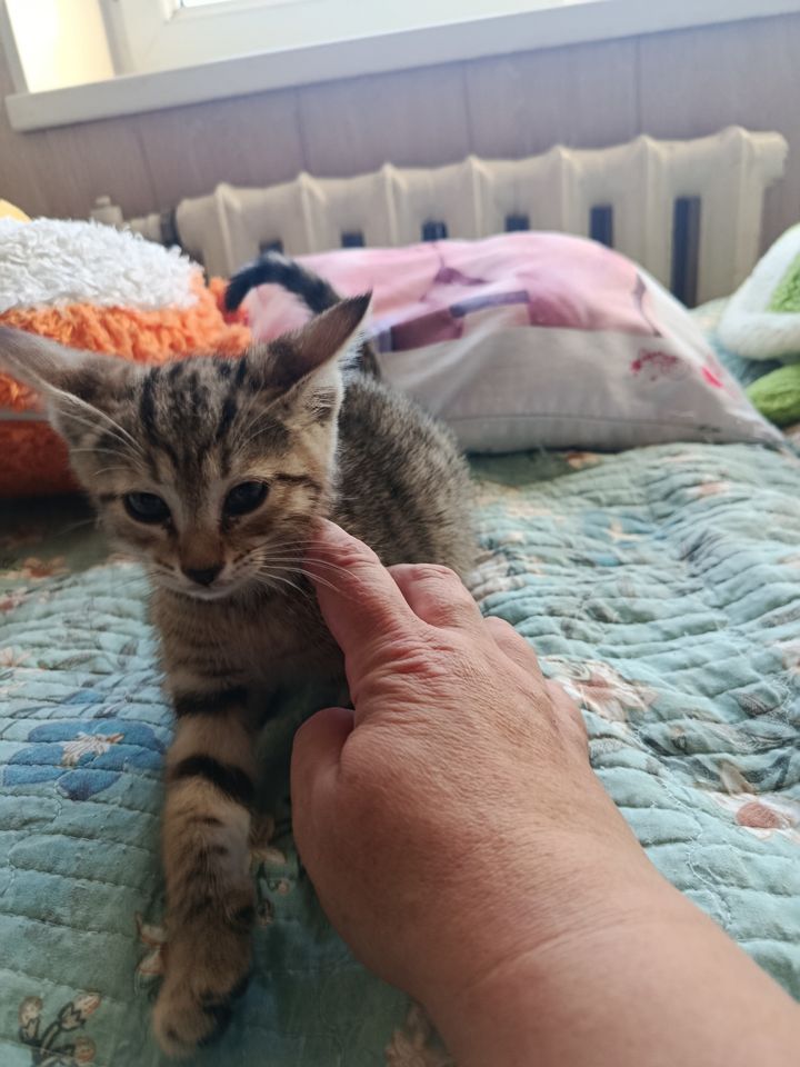 10 000 сум