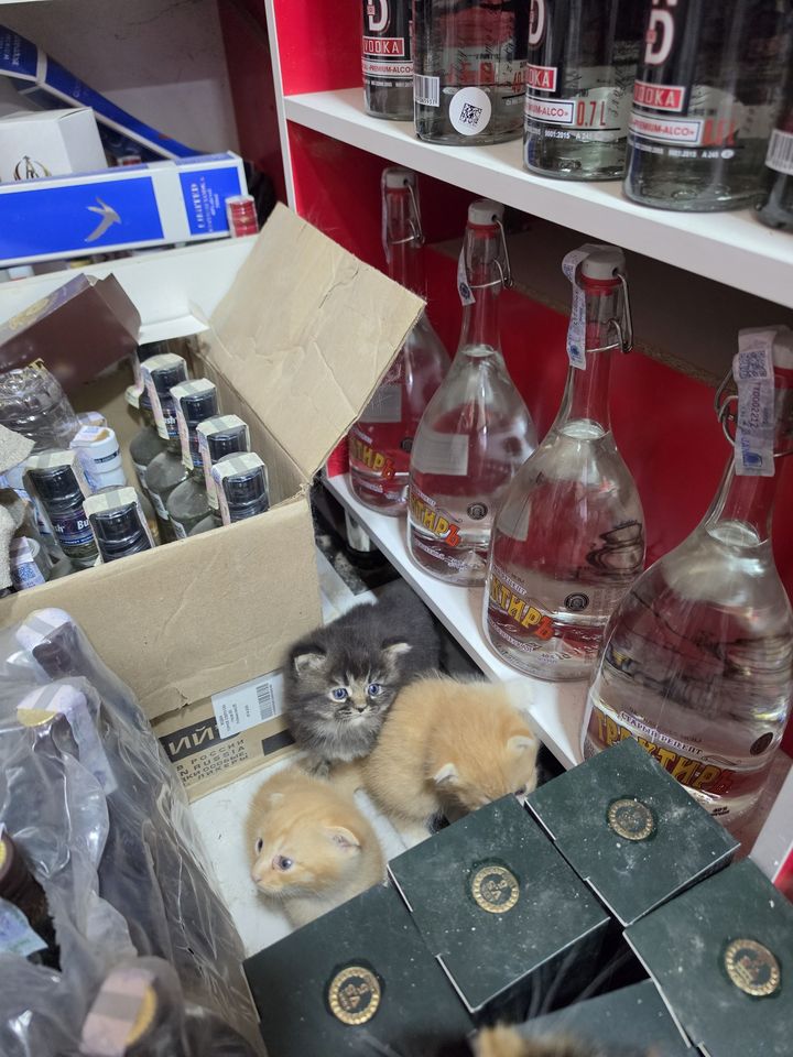 600 000 сум