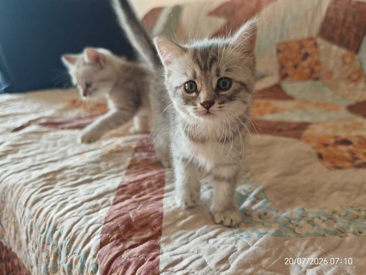 800 000 сум