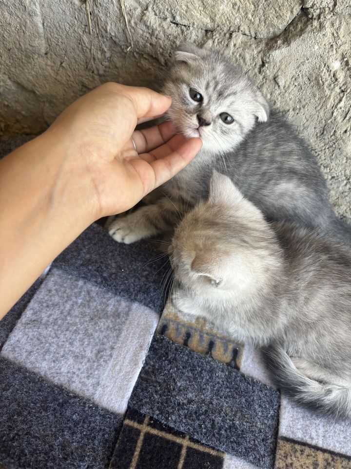 500 000 сум