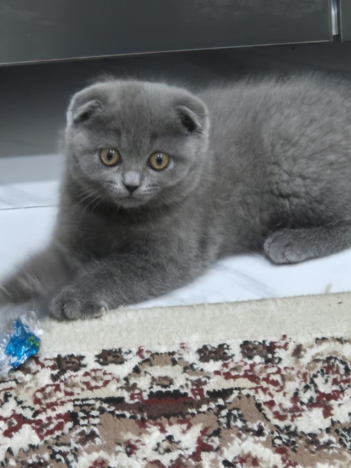 600 000 сум