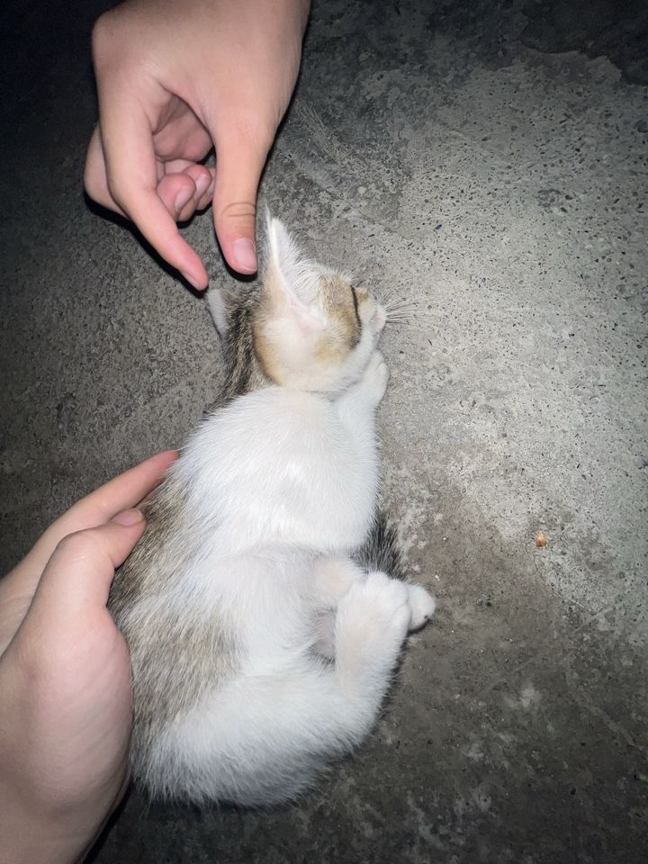 Бесплатно