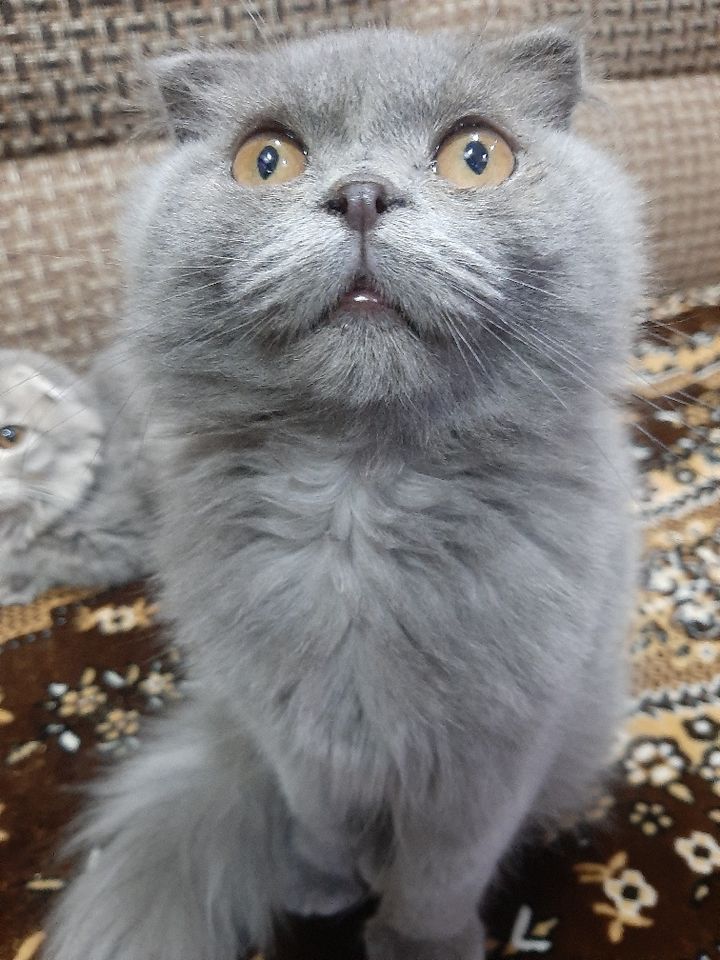 800 000 UZS