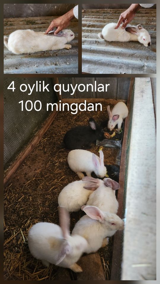 100 000 UZS