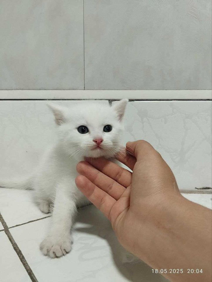 400 000 сум