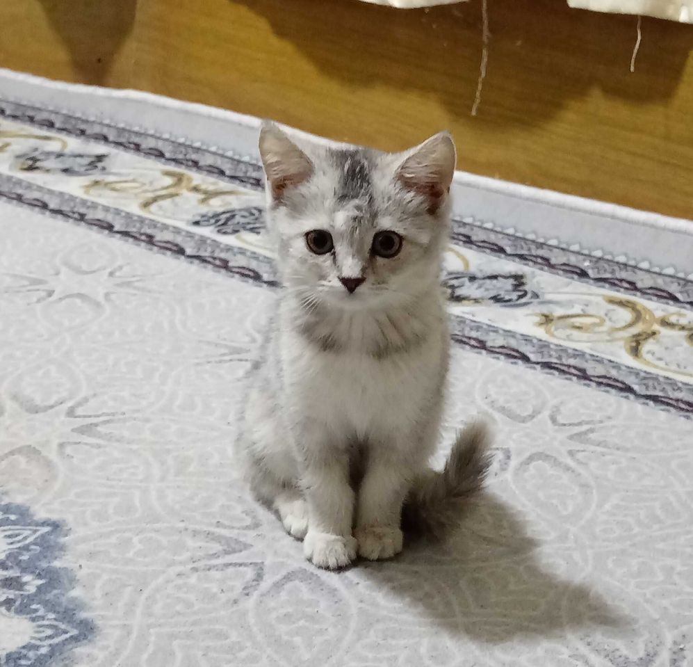 1 200 000 сум