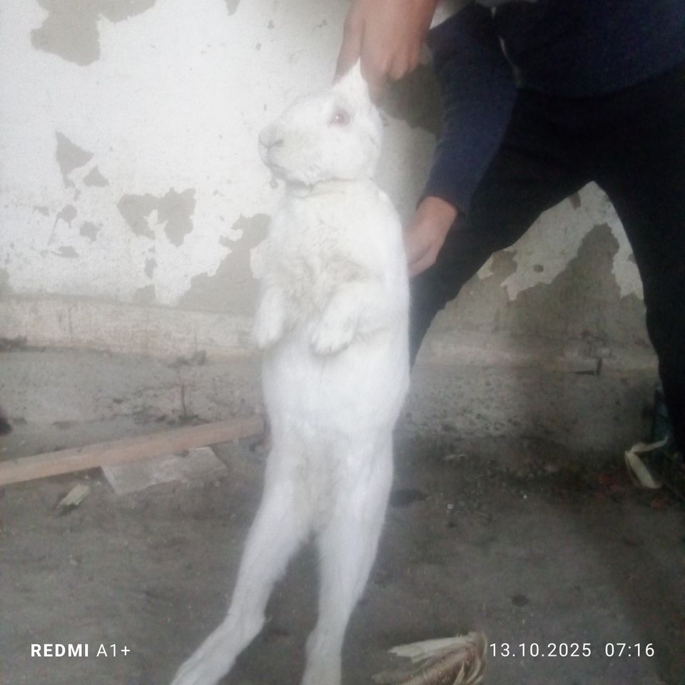 160 000 сум