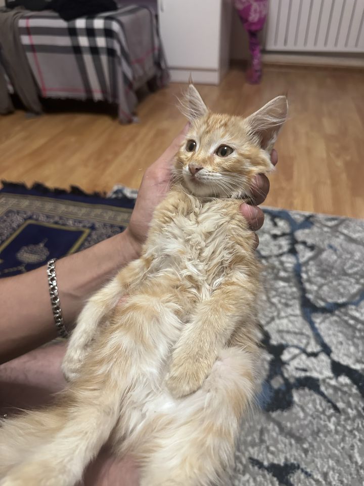 Бесплатно