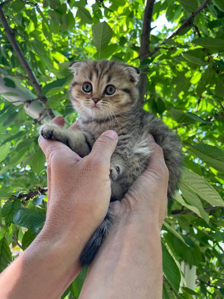 750 000 сум