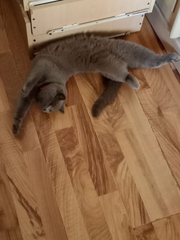 Бесплатно