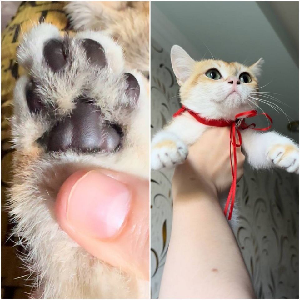 800 000 сум