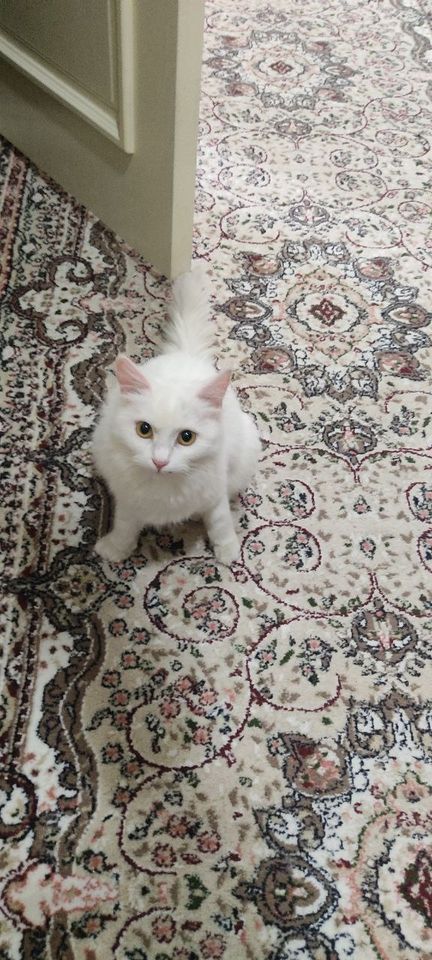 20 000 сум