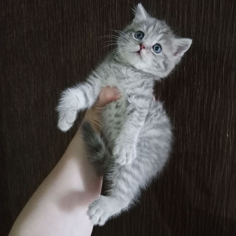 800 000 сум