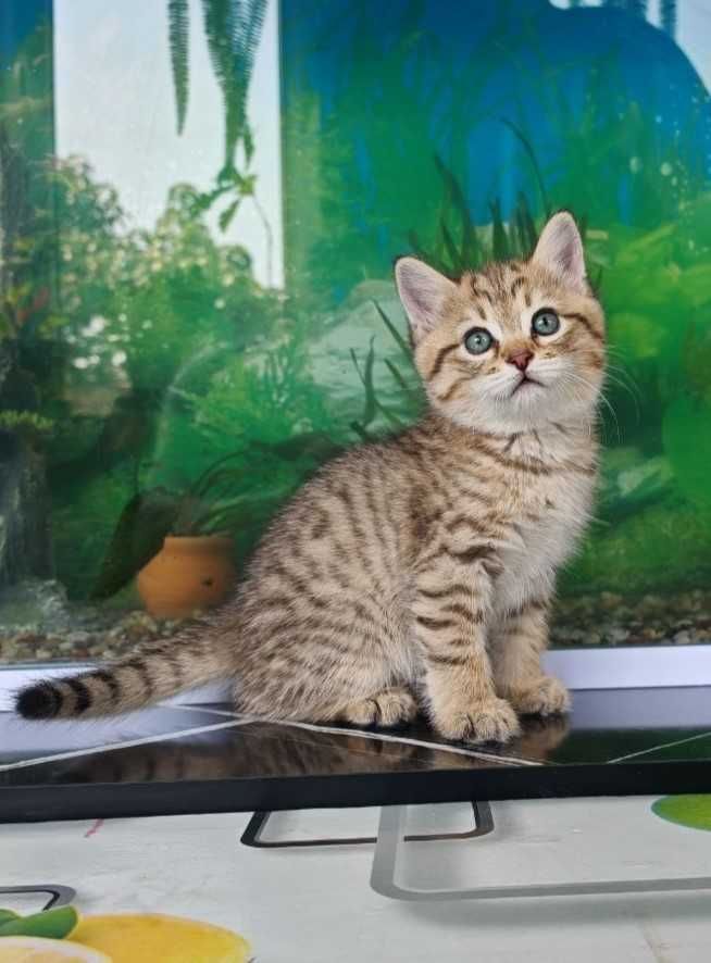 800 000 сум